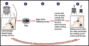 Image result for Sarcoptes scabiei life cycle