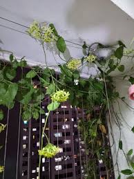 Image result for Telosma