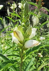 Usually happens 1 out of 100 ruckus. Turtlehead Chelone Wildflowers Of Western Pennsylvania Facebook