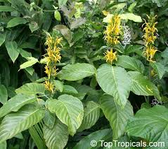 Image result for Justicia aurea