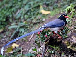 Everybody knows that the peacock is a brilliant tail feather. Alpinebirding Ar Twitter Red Billed Blue Magpie Urocissa Erythroryncha Long Tailed Bright Blue Magpie With White Crowned And Black Head This Photo Was Shot In Yunnan China In February 2018 Birding Birdsofpray Birdwatching Birdphotography