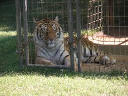 Hours, address, big cat rescue reviews: Tiger Creek Wildlife Refuge Tyler 2021 All You Need To Know Before You Go With Photos Tripadvisor