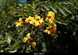 Image result for Markhamia lutea