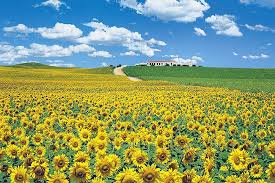 yahoo japan ひまわり畑 ひまわり 夏 風景
