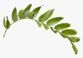 green leaf png image transparent background leaves png png download transparent png image pngitem green leaf png image transparent