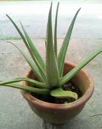 Berikut adalah beberapa manfaat lidah buaya untuk wajah yang harus kamu ketahui. Lidah Buaya Aloe Vera Tumbuhan Antiseptik Yang Perlu Ditanam Di Setiap Rumah Majalahsains