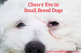 This depends on the in the corner of my cats eyes you can see his 3rd eyelid and they're white. Cherry Eye In Small Breed Dogs Causes Treatment Costs