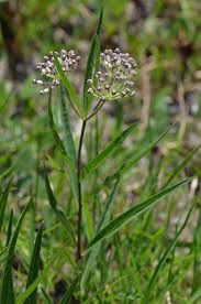 Image result for Asclepias longissima