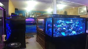 Antara contoh ikan air tawar adalah ikan kelah, keli dan sepat. Cara Membuat Akuarium Berisi Ikan Air Laut Yang Sedang Hype