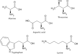 13 1 Amino Acids Chemistry Libretexts