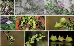 Image result for Dicerocaryum eriocarpum