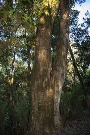 Image result for Brachylaena discolor