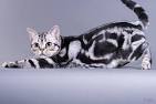 American Shorthair Breeders - breedlist