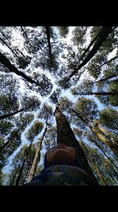 Wallpaper hutan hd android, wallpaper hutan pinus, pemandangan hutan rimba, gambar pemandangan hutan kartun, wallpaper hutan gelap, wallpaper hutan 3d, wallpaper hutan bambu. Hutan Pinus Yogyakarta Pine Yogyakata Indonesia Indonesia