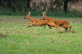 Http Wildlifefotoforum Cz Download File Php Id 23319 Amp Mode View Img 5902 Jpg Animals Animals And Pets Mammals