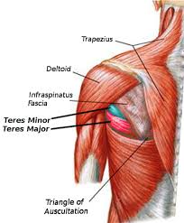 While most current thoughts may 3 suprascapular nerve exiting the upper trunk to run parallel to the muscle belly of the omohyoid muscle along the posterior cervical triangle (copyright. Anatomy Shoulder And Upper Limb Arm Teres Minor Muscle Article