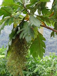 Image result for Bocconia arborea