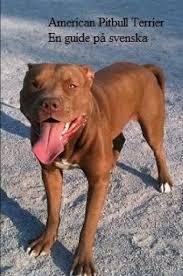 Merle pitbull terrier, stafford pitbull terrier, rezor edge pitbull terrier, gotti pitbull. The American Pitbull Terrier En Guide Pa Svenska