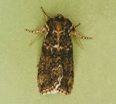 Image result for Polyploca ridens