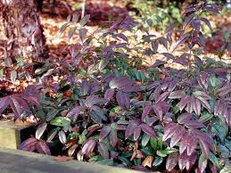 Image result for Loxodera bovonei