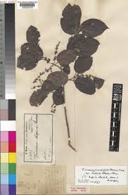 Image result for Trimeria