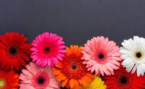 Maybe you would like to learn more about one of these? Top 10 Most Popular Flowers