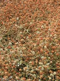 Image result for Trifolium isthmocarpum