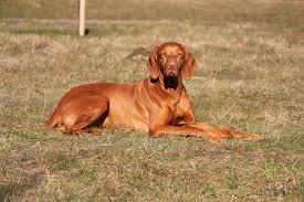 Image result for maďarský krátkosrstý ohař