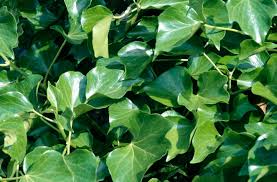 Image result for Hedera