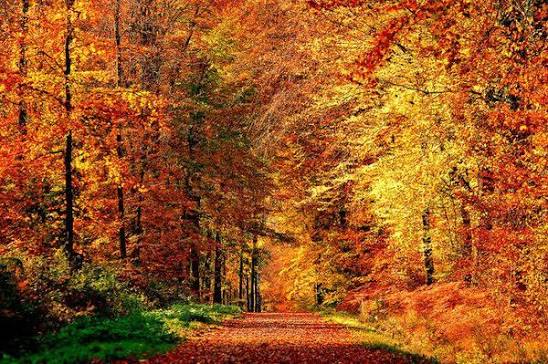 l'Automne en forêt de Fontainebleau