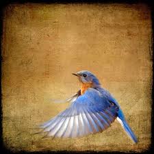 Bird With Orange Feathers Under Wings This Item Is Unavailable Birds Flying Birds Photography Nature Bird Photography