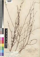 Image result for Aeschynomene abyssinica