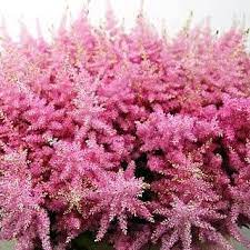 Pin On Flowers
