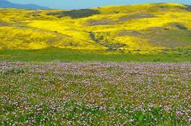 View all san luis obispo, california pictures. 2010 San Luis Obispo County California Spring Wildflower Photography
