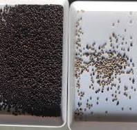 AI Pepper Seed Color Sorter Machine Chili Seed Color Sorting ...
