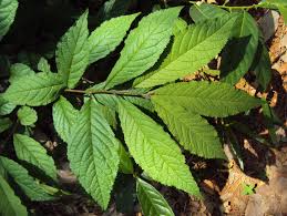 Image result for Embelia