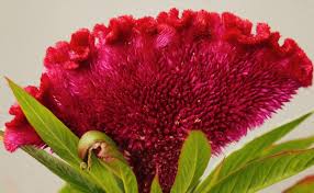 Urdu urdu was an experimental pop music group that formed in california, usa in 1983. 16 Flower Names In Punjabi And English Owlcation