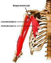 Anatomy Angel Coracoid Process Muscles Dr Dooley Noted Corpo Humano Anatomia Do Braco Fisiologia