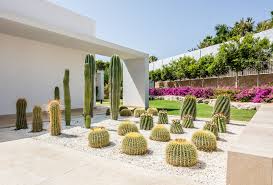 jardin de cactus facil mantenimiento eivissgarden ibiza echinocactusgrusonii cactus jardin paisajismo disenodejardin jardineria gravillablanca plants