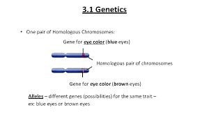 What is the difference between the gene, genome, and chromosome? Science 10 Unit 1 Genetics 3 1 Genetics