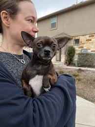 ROCKIT's First Dog Park. 🐕 The smallest dog out there!