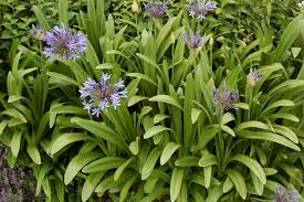 Image result for Agapanthus praecox