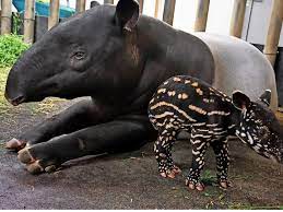The crossword solver found 16 answers to the tapir crossword clue. Tapir Baby Im Zoo Leipzig Geboren