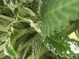 Modena sinks are also available in ada compliant 6 deep basin for handicap access. Kitchen Sink Cannarado Genetics Cannabis Strain Info