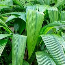 Image result for Molineria