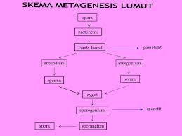 Agar membantu pemahaman kalian, simaklah skema sederhana metagenesis dari bryophyta di bawah ini: Kingdom Plantae Ppt Download