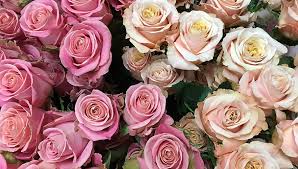 Shipping boxes and office supplies available. Amy S Flowers And Gifts Florist In Sparks Nv Sparks Flower Shop