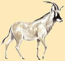 I'm from germany and made this site to improve my english. Kruger Park Wildlife Facts Grazers Browsers Antelope