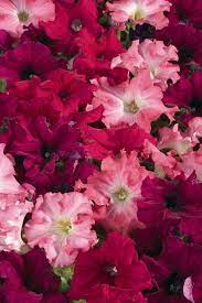 Aladdin Burgundy Morn Mix Petunia 30 35 Seeds Burgundy Pink Red High Germination Fresh High Quality Seeds Petunias Germination Flowers