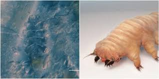 Image result for Demodex brevis
